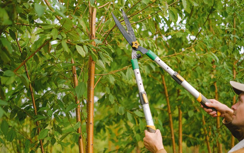 Tree trimming in Fromberg, MT